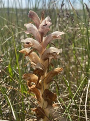 Orobanche caryophyllacea