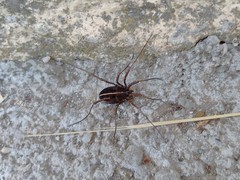 Zachaeus crista