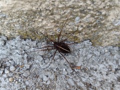 Zachaeus crista