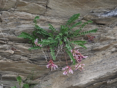 Astragalus monspessulanus monspessulanus