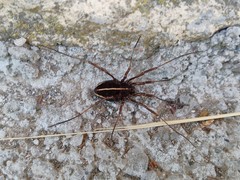 Zachaeus crista