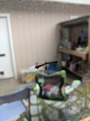 Amblyptilia pica