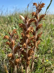 Orobanche caryophyllacea