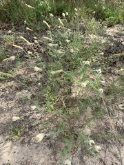 Dalea phleoides
