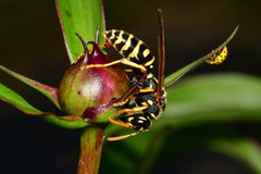 Polistes dominula