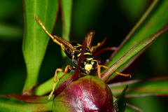 Polistes dominula