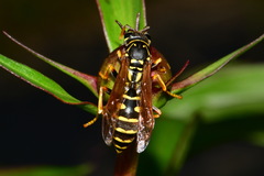 Polistes dominula
