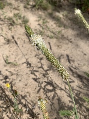 Dalea phleoides