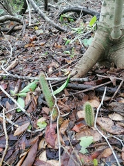 Acanthocereus hesperius