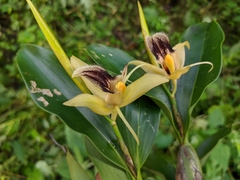 Coelogyne ovalis