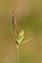 Carex tomentosa