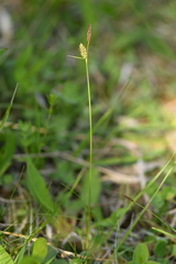 Carex tomentosa