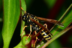 Polistes dominula