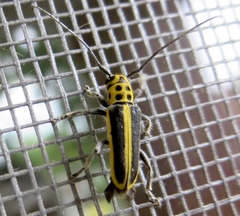 Saperda puncticollis