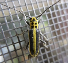 Saperda puncticollis