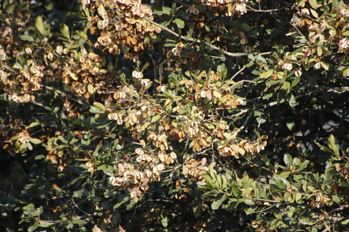Image of Combretum kraussii by (c) Tony Rebelo, some rights reserved (CC BY-SA)