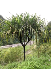 Pandanus furcatus