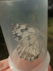 Melanargia lachesis