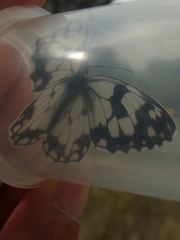 Melanargia lachesis