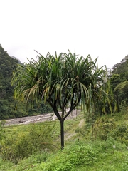 Pandanus furcatus