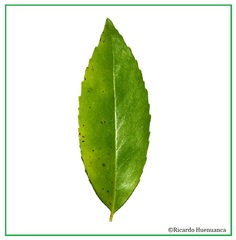 Laurelia sempervirens