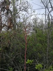 Tillandsia huamelulaensis
