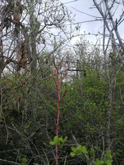 Tillandsia huamelulaensis