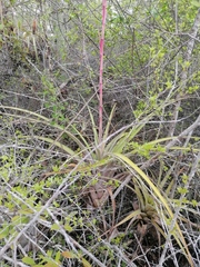 Tillandsia huamelulaensis