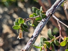 Symphoricarpos rotundifolius parishii