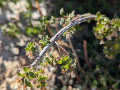 Symphoricarpos rotundifolius parishii