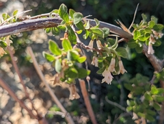 Symphoricarpos rotundifolius parishii