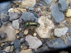 Selatosomus aeneus