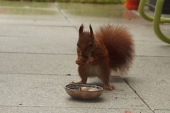 Sciurus vulgaris