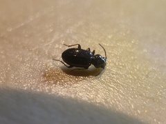 Bembidion lampros