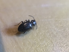 Bembidion lampros