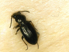 Bembidion lampros