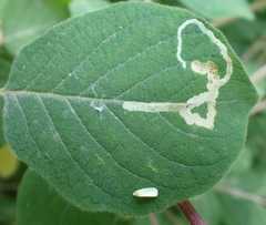 Aulagromyza hendeliana