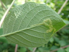 Aulagromyza hendeliana