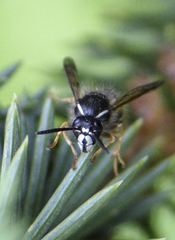 Dolichovespula albida