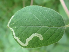 Aulagromyza hendeliana
