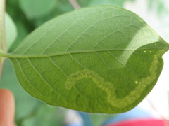 Aulagromyza hendeliana