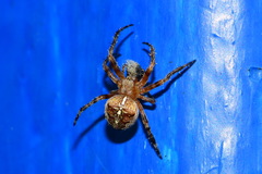 Araneus diadematus