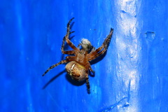 Araneus diadematus