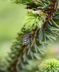 Dolichovespula albida