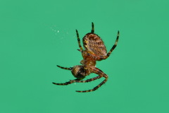 Araneus diadematus