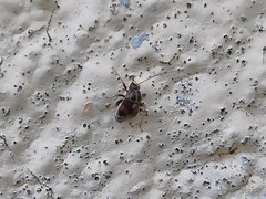 Cyphodema instabilis