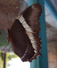 Siproeta epaphus trayja