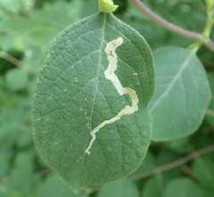 Aulagromyza hendeliana