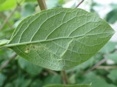 Aulagromyza hendeliana