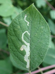 Aulagromyza hendeliana